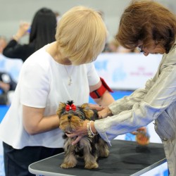 WORLD DOG SHOW