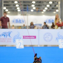 WORLD DOG SHOW