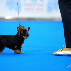 WORLD DOG SHOW